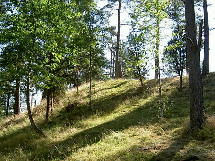 Åsen i morgonljuset