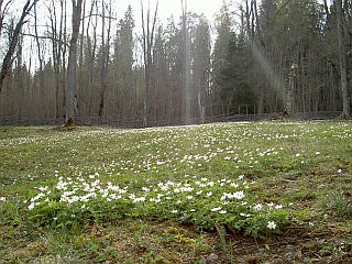 Vårvitt