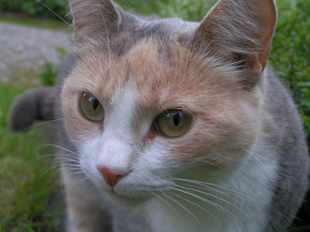 Esmeralda